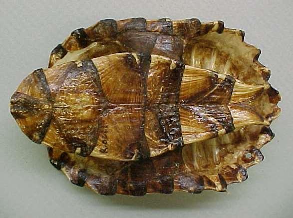 Familia 1: Chelidae (=Chelydidae) (Yılan Boyunlu Kaplumbağalar) 40 cm