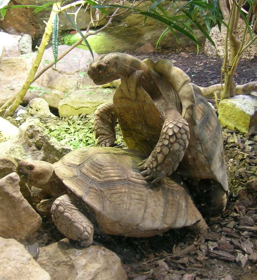 Kaplumbağası)