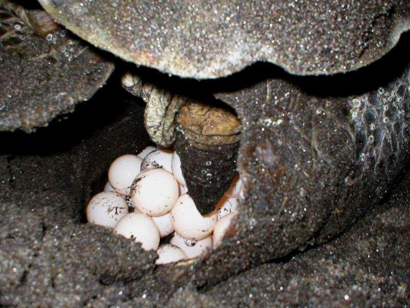 Familia 6: Cheloniidae (Adi Deniz Kaplumbağaları)