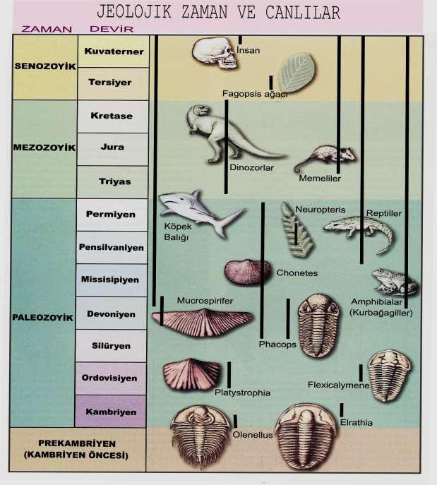 Karakteristik Fosil Kavramı Bir dönemde ortaya