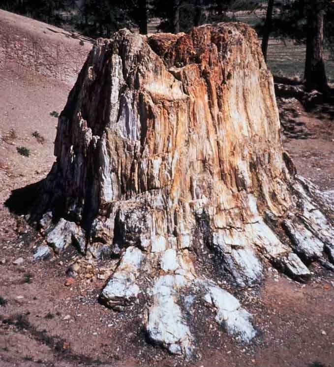 Değişime uğramış taşlaşmış ağaç kalıntısı Taşlaşmış ağaç kütük (Kolarado ulusal parkı)