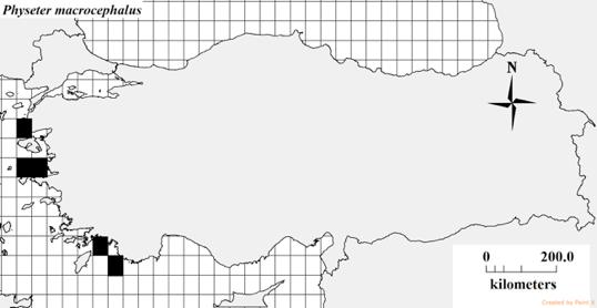 balina türüne (sol