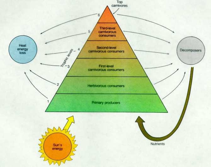 Enerji Piramidi Biyobirikim (Biyoakümülasyon) Bazı maddelerin organizmanın yapısında kalarak birikmesi.