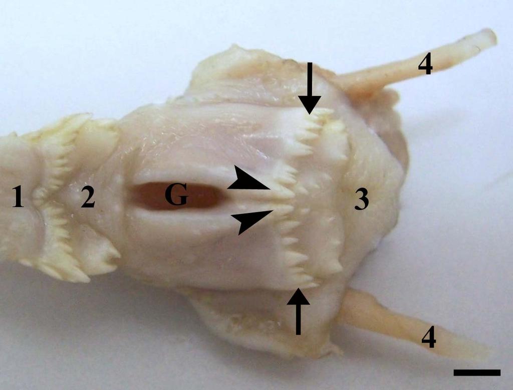 Erciyes Üniv Vet Fak Derg 9(3) 157-168, 2012 H. SAĞSÖZ, S. ERDOĞAN, M.E. AKBALIK, B.G. SARUHAN Şekil 1. Farinksin genel anatomik görünümü.