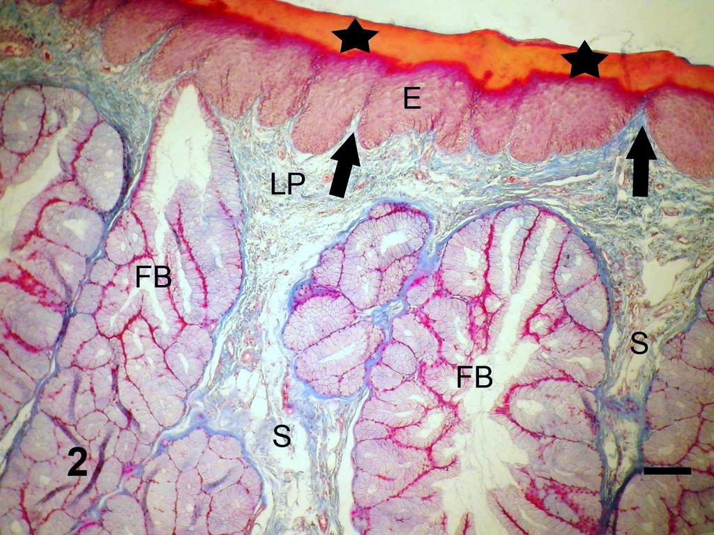 Keklikte farinks ve larinks morfolojisi Erciyes Üniv Vet Fak Derg 9(3) 157-168, 2012 Şekil 2.