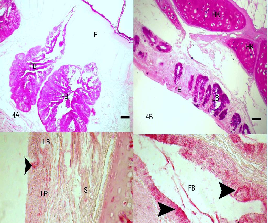 Keklikte farinks ve larinks morfolojisi Erciyes Üniv Vet Fak Derg 9(3) 157-168, 2012 Şekil 4.