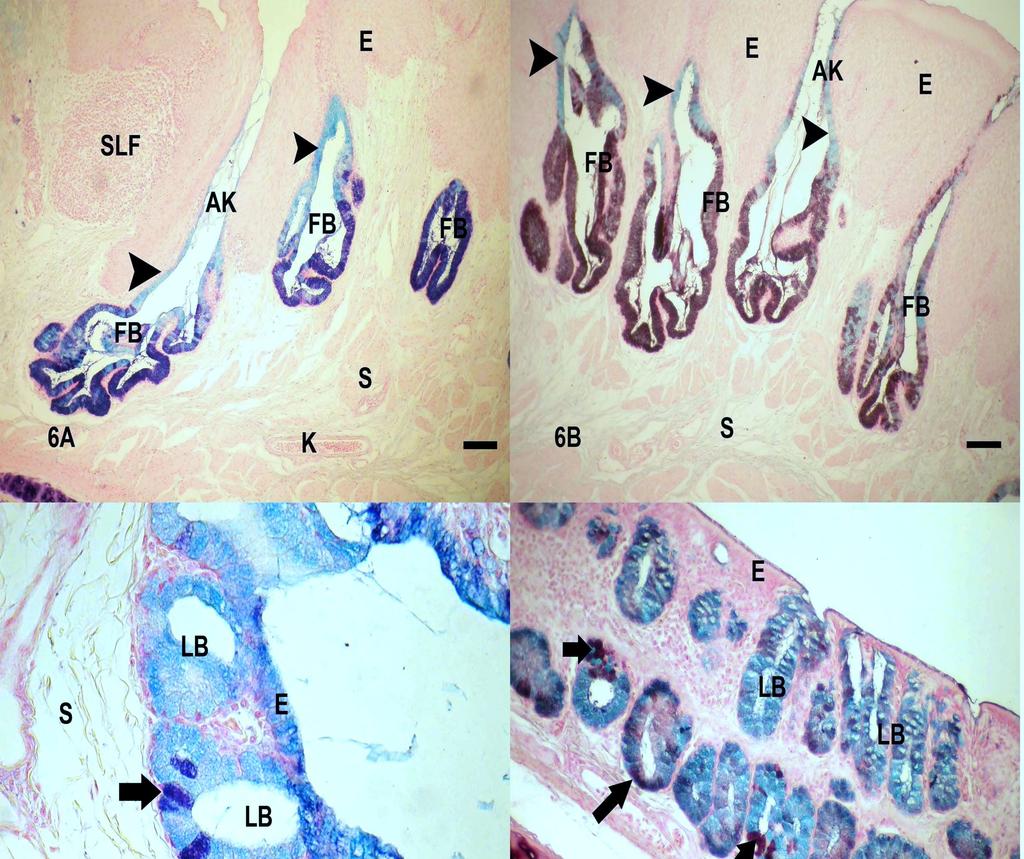 Keklikte farinks ve larinks morfolojisi Erciyes Üniv Vet Fak Derg 9(3) 157-168, 2012 Şekil 6.