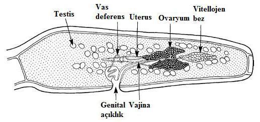 5 ġekil 1.2. Echinococcus granulosus un son halkası (Mehlhorn, 2008). 1.3. Echinococcus granulosus un Yumurta, Larva ve Kistlerinin Morfolojik Özellikleri Echinococcus spp.