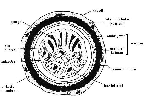 6 ġekil 1.3. Echinococcus granulosus yumurtası (Thompson ve McManus, 2001). Echinococcus spp. yumurtalarında genellikle kapsül görülmemektedir.