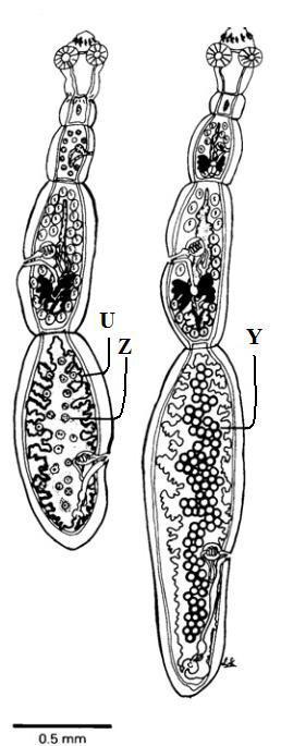 O: Ovaryum, T: Testis, U: Uterus, V: