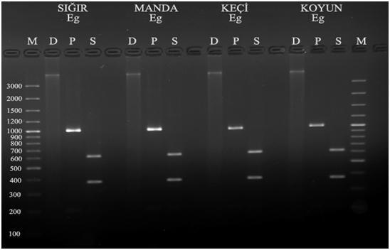 görüntüsü. M: Marker D: DNA P: PCR ürünü H:Hin6I restriksiyon enzimi kullanılmıģ PCR ürünleri.