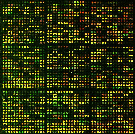 T cell activation at the genome