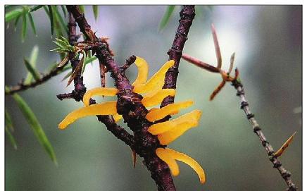 ELMALARDA MEMELİ PAS HASTALIĞI (Gymnosporangium spp.) Daldaki belirtisi Yapraktaki görüntüsü Hastalık Belirtisi Hastalık, elma ağacının yaprak, sürgün ve meyvelerinde belirti oluşturmaktadır.