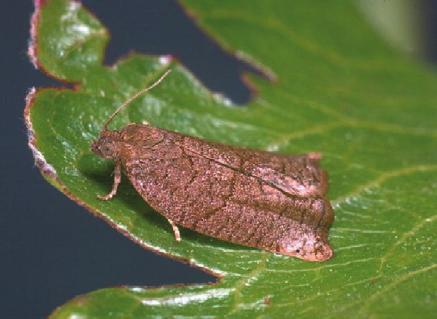 YAPRAKBÜKENLER Elma yaprakbükeni (Archips rosanus) Adi yaprakbükücüsü (A.