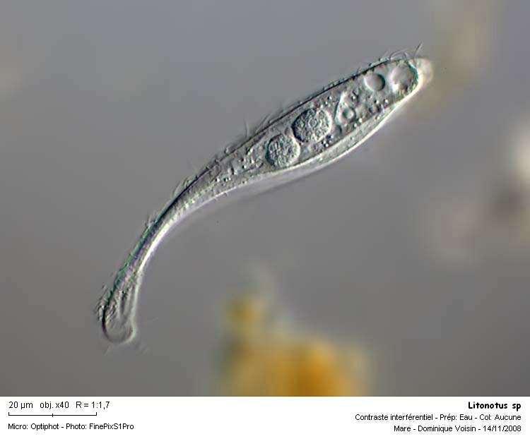 Serbest yüzen siliatlar: Amiplere ve flagellatlara göre daha kompleks yapıda olan protozoa grubudur.