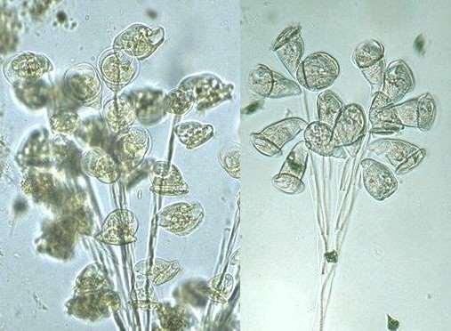 Carchesium sp.: 100-125 ɱm boyunda olan, çan şekilli bağlı siliatlardır.