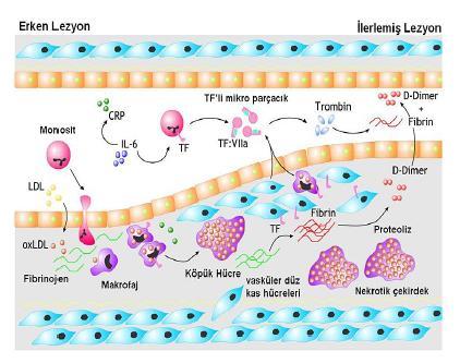 Tümör nekrotizan faktör-alfa (TNF-alfa) gibi inhibitörler ile bfgf gibi uyarıcılar, DKH ların çoğalma hızını ayarlarlar.