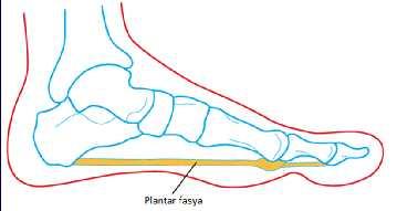 Plantar