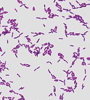 13 Lactobacillus sp Leuconostoc sp Pediococcus sp Streptococcus sp Resim 2.1. Laktik bakteri cinslerinin morfolojik görüntüleri 2.9.