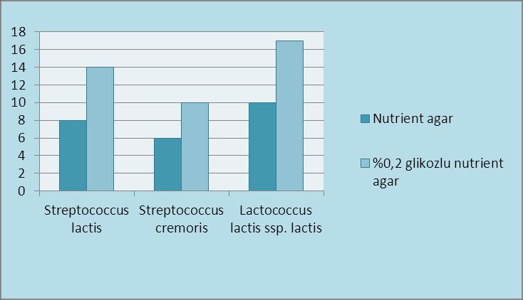 76 Şekil 4.16. Streptococcus türlerinin nutrient agar ve %0,2 glikozlu nutrient agarda L.