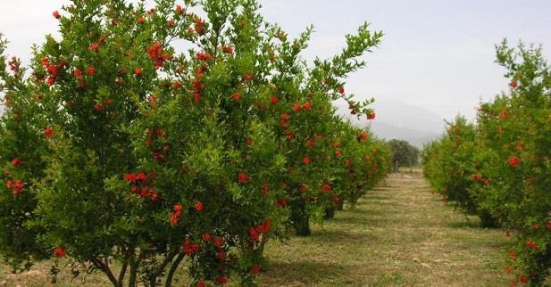 bahçe tesisi Seracılık, Tıbbi ve aromatik bitki