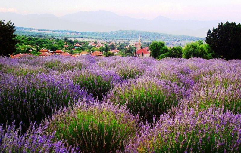 Odun Dışı Orman Ürünleri Tıbbi