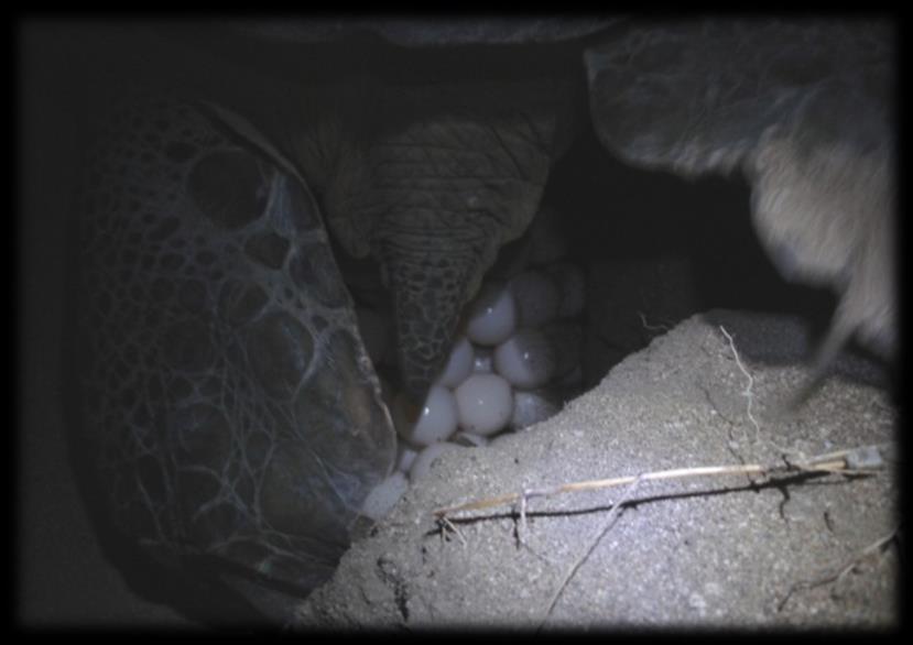 Dişi bireyler kumsala her çıkışlarında yuvalama davranışı göstermezler. Bir dişi yuvalama sezonu boyunca yaklaşık 3 kere yumurtlamaktadır (Groombridge, 1990; Broderick ve Godley, 1996).