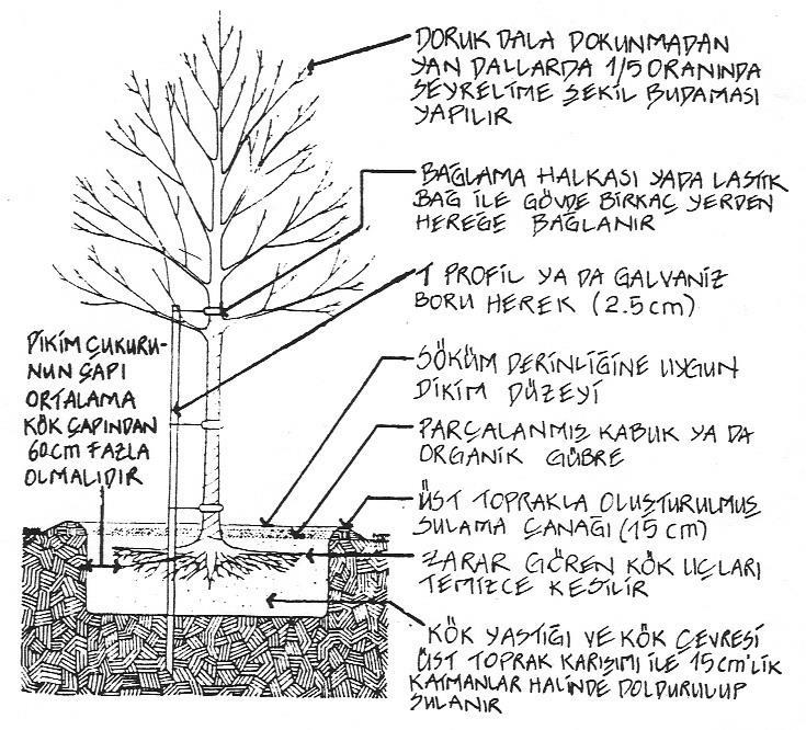 ÇIPLAK KÖKLÜ VE YAPRAK DÖKEN AĞAÇ DİKİM