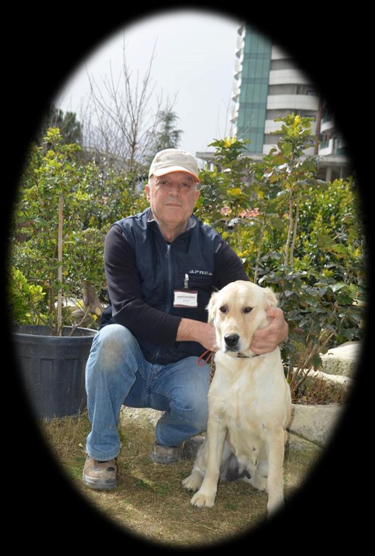 Manisa Büyükşehir Belediyesi Hayvan Bakımevinde bulunan labrador