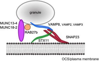 Soluble NSF Attachment Protein