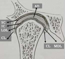 Ligamentum Laterale Temporomandibulare (Temporomandibuler ligament): Dışta oblik ve içte yatay olmak üzere iki bölümden oluşur (Resim 10).