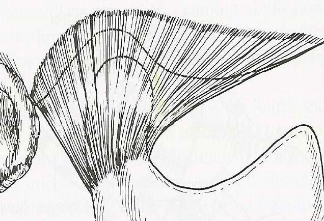 Resim 9: Kapsüler bağ (Okesson J.P.) Yatay Bölüm Oblik Bölüm Resim 10: Temporomandibular ligament (Okesson J.P.) 1.1.3.2.