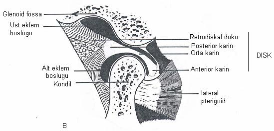 Alt retrodiskal lamina diski kondilin artiküler yüzeyinin arka kısmı ile birleşmektedir.