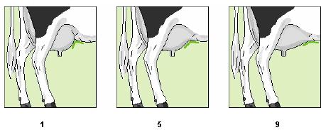 Resim 9. Ön meme bağlantısının puanlanması (Anonim, 2005b) Arka meme yüksekliği: Arka meme yüksekliğinin tespiti el yordamıyla yapılmıştır.