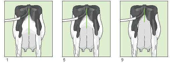 Meme dokusu ile vulva arasındaki mesafe 27-29 cm arasında ise 4 puan verilmiş, meme dokusu ile vulva arasındaki mesafenin azalmasına bağlı olarak her 2 cm yakınlığa 1 puan ilave edilerek puanlama