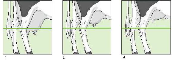 Meme merkez bağının puanlanması (Anonim, 2005b) Meme taban yüksekliği: Hayvanın memesi sağ ve sol kısmından bakılmış ve diz seviyesi ile meme dokusunun başladığı mesafe dikkate alınmıştır(resim 12).