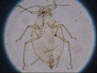 Oenopia conglobata (L.), Propylaea quatuordecimpunctata (L.