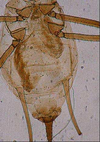 210 a b c Şekil 4.39 Macrosiphum euphorbiae (Thomas) nın: a. kanatlı bireyinde abdomen, b. kanatsız bireyinde abdomen, c. Antalya şehrinde yüksekliğe göre dağılımı Çizelge 4.