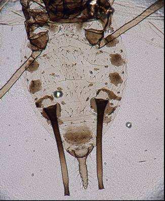 kanatlı bireyinde abdomen, b.