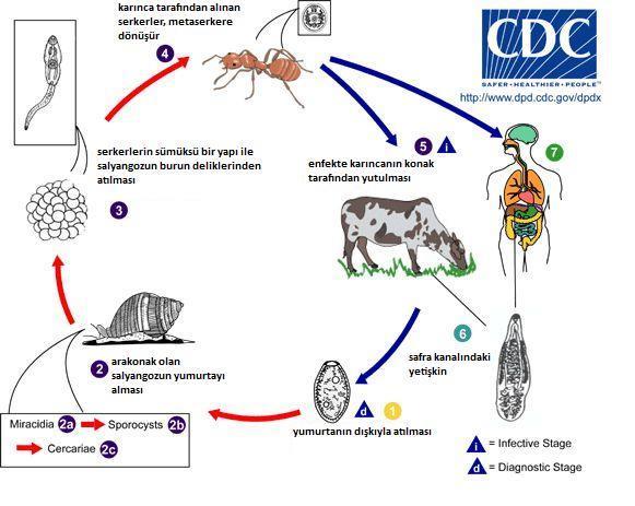 Şekil 2. Dicrocoelium türlerine ait yaşam döngüsü (WEB_7, 2014). Parazitin canlı hayvandaki varlığı dışkıda yumurtaların görülmesiyle ortaya konulur.