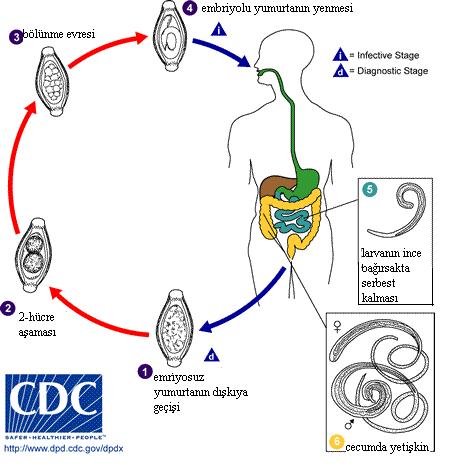 Şekil 9. Trichuris trichiura türlerine ait yaşam döngüsü (WEB_14, 2014). 2.1.3.5.