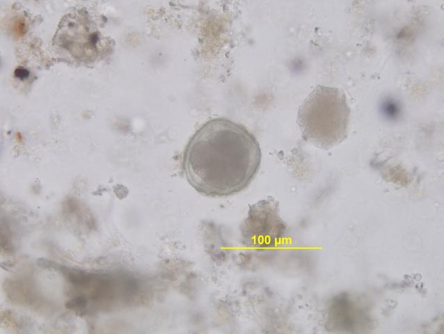 Teşhis sonuçlarına göre 17 (% 14,04) örnekte Strongylid tip yumurta, 3 (% 2,47) örnekte Askaridoid tip yumurta, 1 (% 0,82) örnekte Strongyloides spp. yumurtası ve 1 (% 0,82) örnekte de Toxocara spp.