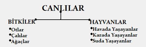 CANLILARIN SINIFLANDIRILMASI Dünyada yaşayan yaklaşık 1,5 milyon fosil ve canlı türü, biyologlar tarafından isimlendirilmiş ve tanımlanmıştır.