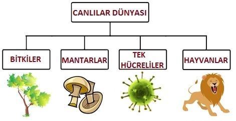 Mikroskop nedir? Mikroskop gözle görülemeyen canlıları gözlemlemek için kullanılan optik aletin adıdır. Tarihçesi kısaca yukarıdaki gibidir. Mikroskobik canlıları incelerken nelere dikkat etmeliyiz?