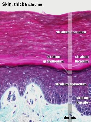 Şekil 2. Epidermis tabakalarının şematik görünümü 1.1.2.1 Stratum korneum (Boynuzsu Tabaka) Epidermisin en dış tabakasıdır ve 6-15 µm kalınlığındadır.