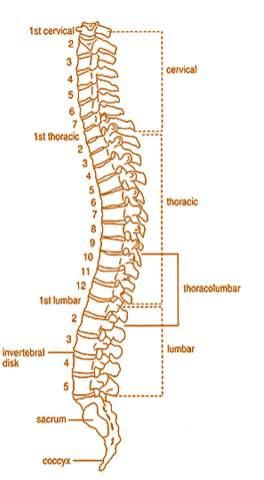 LUMBOSAKRAL C1 - C6 C7 - T1