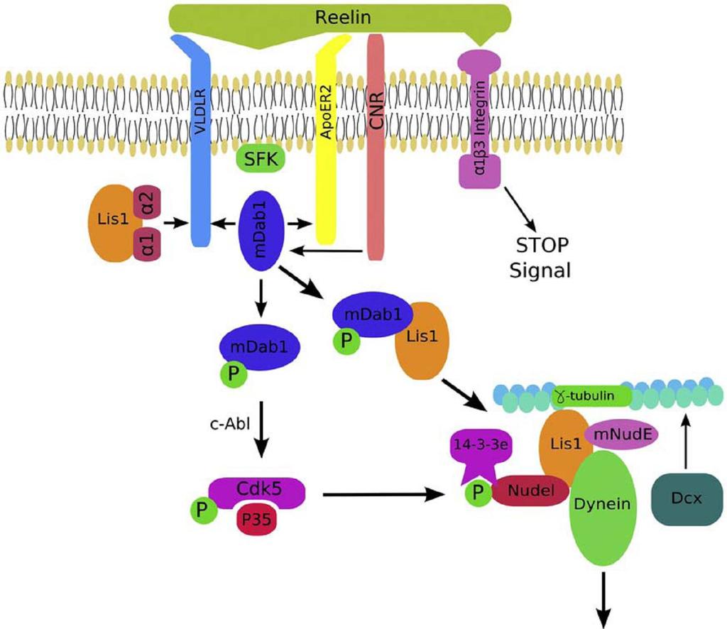 15 Dinein Şekil 2-10 Nöronal migrasyonda LIS1 ve RELN genlerinin sinyal yolakları (16) dan Hücre dışında bulunan Reln; Cnr, Vldlr/ApoER2 ve α1β3integrin olmak üzere üç reseptör ile kompleks oluşturur.