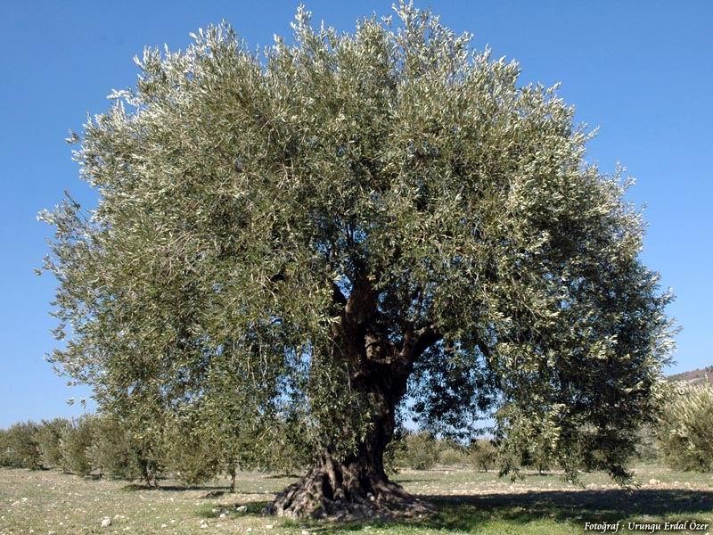 4 Z E Y T İ N Zeytin ağacı 39 bin yıl önce de vardı!