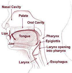 1 = nasal cavity,