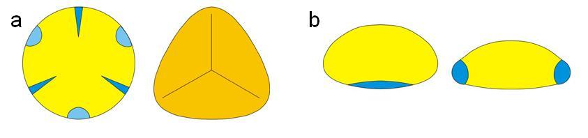 3.1.3 Polen Simetrisi Polenler simetrik ya da asimetriktir. Asimetrik polenlerin simetri düzlemi yoktur.